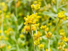 -广州神农草堂中医药博物馆