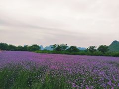 -会仙湿地
