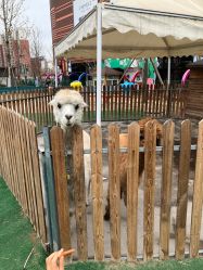 -萌宠亲子动物乐园(槐房万达店)