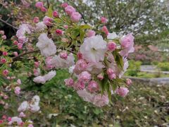 -洛阳市隋唐城遗址植物园