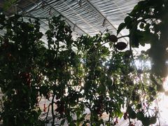 -杨柳青园艺科技博览园