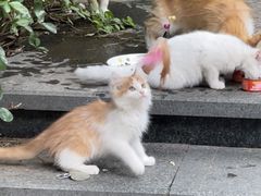 -美联众合爱康动物医院•复杂内科•肿瘤科•牙科•腔镜诊疗中心