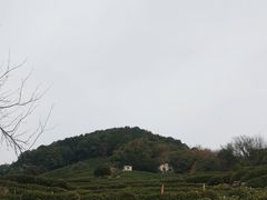 -龙井村