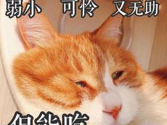 -刘胖子家常菜·蹄花焖藕(富安街店)