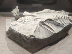 -自贡恐龙博物馆