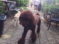 -more than meow吴止猫主题餐厅(承德 中船汇店)