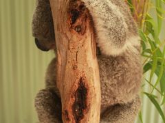 -费瑟代尔野生动物园