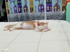 -酷狗靓猫宠物·洗护·美容·寄养(航北路店)