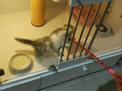 -1013 PET SHOP 宠物商店(近铁城市广场店)