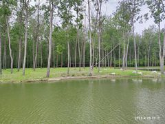 -合肥滨湖国家森林公园