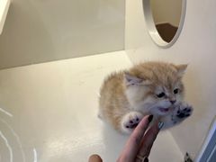 -小猫来了·猫舍(红山六九七九店)