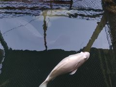 -蓝湾碧波·老字号·疍家非遗海上餐厅