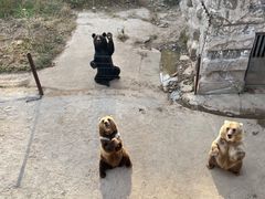 -哈尔滨北方森林动物园