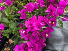 -三圣花乡旅游区