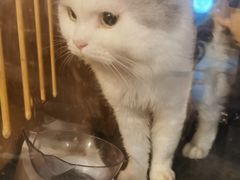 -Mr.Fox狐狸先生超级密室(南山店)