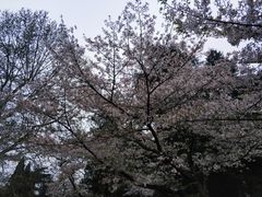 -武汉大学-樱园