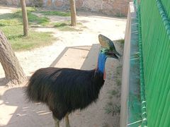 -西霞口神雕山野生动物世界