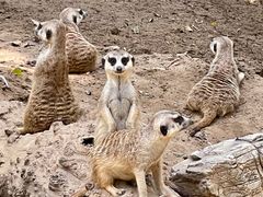 -北京野生动物园