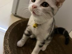 -lincat·猫舍(广州店)