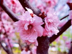 -海棠花溪(元大都城垣遗址公园)