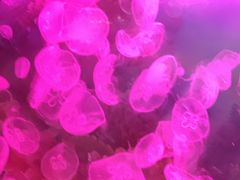 -沙沙哗啦海洋馆(华宇百花谷店)