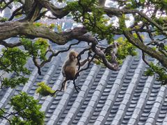 -黔灵山公园
