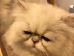 -more than meow吴止猫主题餐厅(承德 中船汇店)