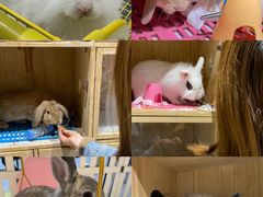 -RU DUCK柯尔鸭公社·撸鸭俱乐部·羊驼·小香猪