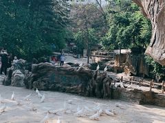 -燕塞湖鸟语林景区