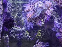 -太平洋海底世界