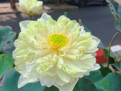 -瓦洛洛传统市场