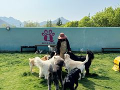 -趣玩宠物乐园寄养训犬训狗游泳池