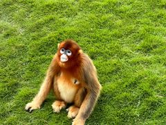 -西霞口神雕山野生动物世界