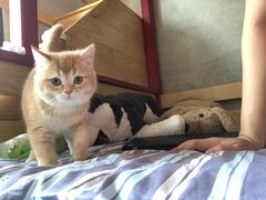 -东方名猫馆·英短金渐层布偶猫舍(环线广场1号楼店)