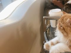 -More Fun猫咖 二十只万元加菲主题