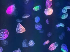 -海合安成都极地海洋公园
