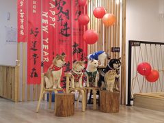 -柴迷FANS CLUB·柴犬狗咖·猫咖