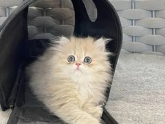 -lincat·猫舍(广州店)