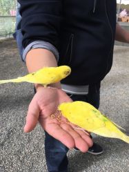 -萌宠亲子动物乐园(槐房万达店)