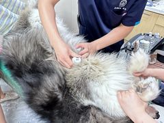 -美联众合爱康动物医院•复杂内科•肿瘤科•牙科•腔镜诊疗中心