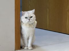 -关爱宠物医院·猫科中心·消化科(滨湖万达分院)