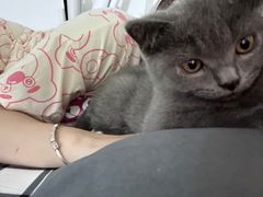 -瑞派康怡24h宠物医院·犬猫医疗中心·微创绝育(瑞景分院)