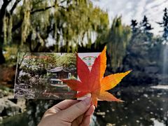 -秋霞圃