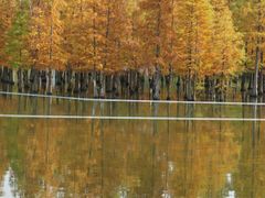 -白鹭湾湿地公园