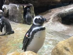 -帝企鹅自助餐厅•儿童岛•真企鹅(长隆企鹅酒店)