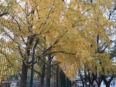 -三里屯东五街银杏大道