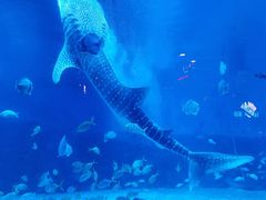 -烟台海昌鲸鲨海洋公园