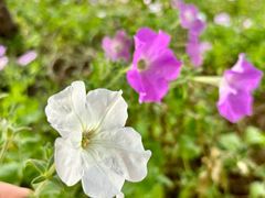 -北京大学百年讲堂