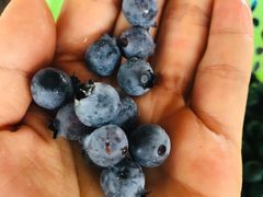 -金谷域澳洲庄园