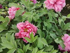 -莲花池公园